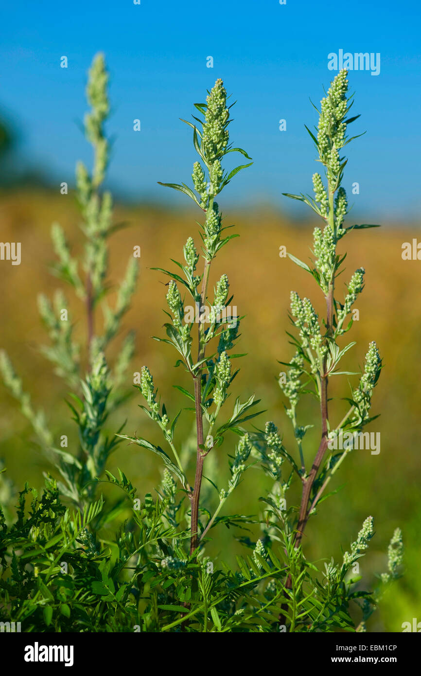 common mugwort, common wormwood (Artemisia vulgaris), inflorescences,  Germany Stock Photo - Alamy