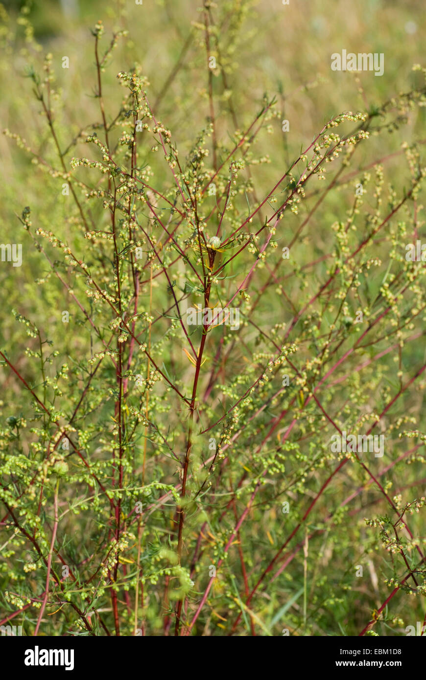 field southernwood (Artemisia campestris), Germany Stock Photo