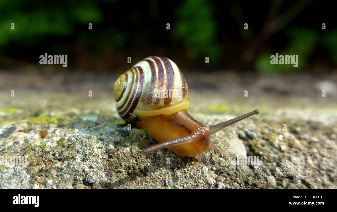 Whitelip gardensnail, Whitelipped snail, Garden snail, Smaller banded snail (Cepaea hortensis