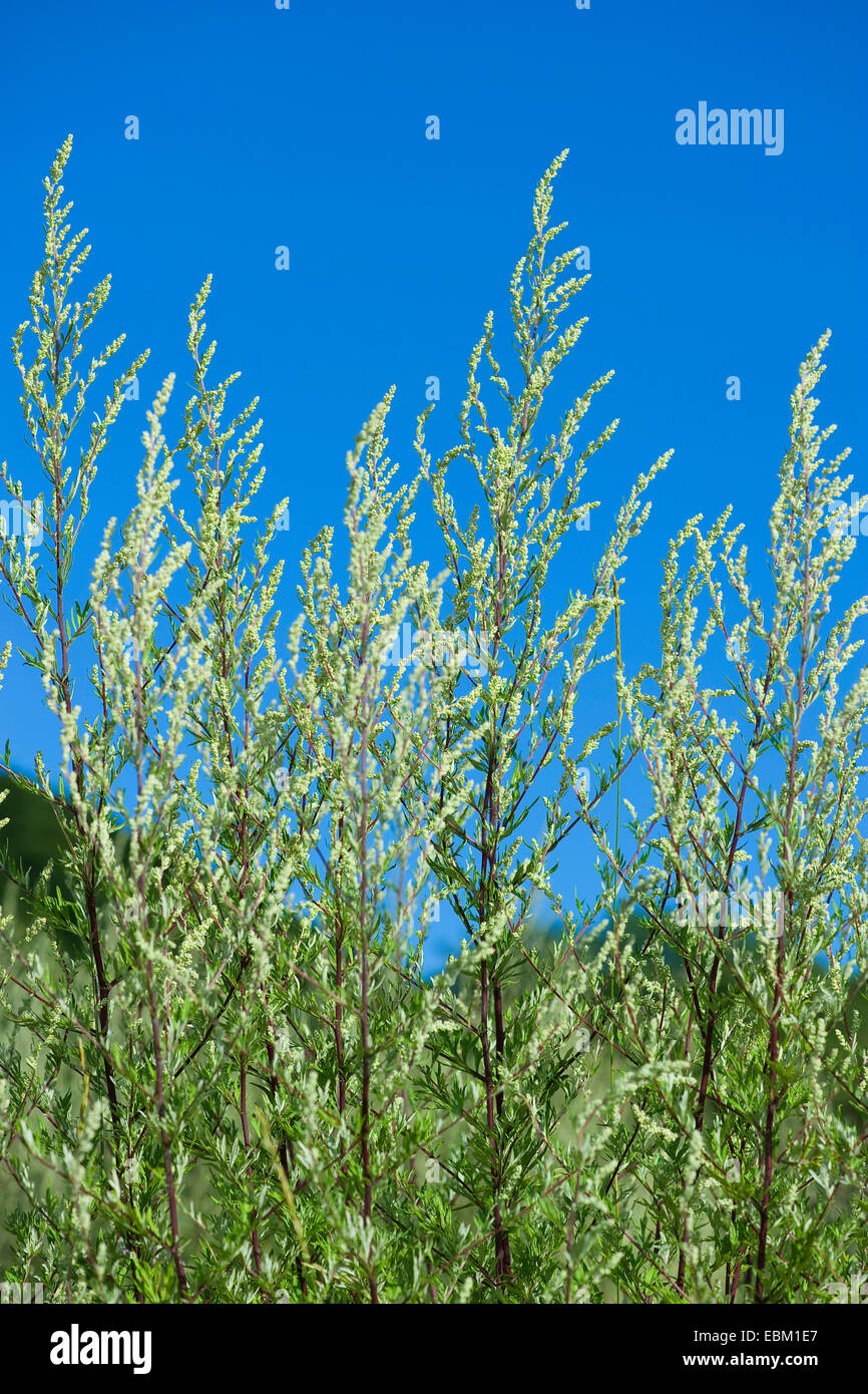 common mugwort, common wormwood (Artemisia vulgaris), against blue sky, Germany Stock Photo