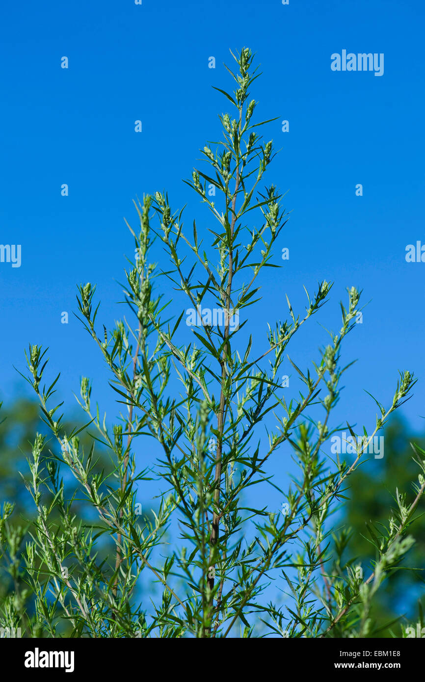 common mugwort, common wormwood (Artemisia vulgaris), against blue sky, Germany Stock Photo