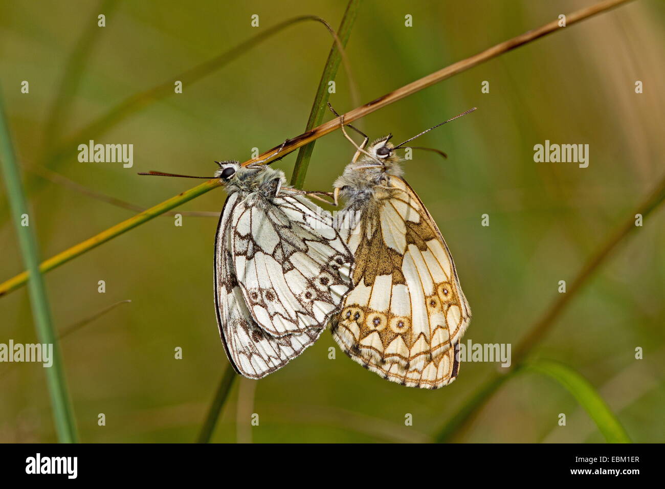 Mating pair of Marbled Whites Stock Photo