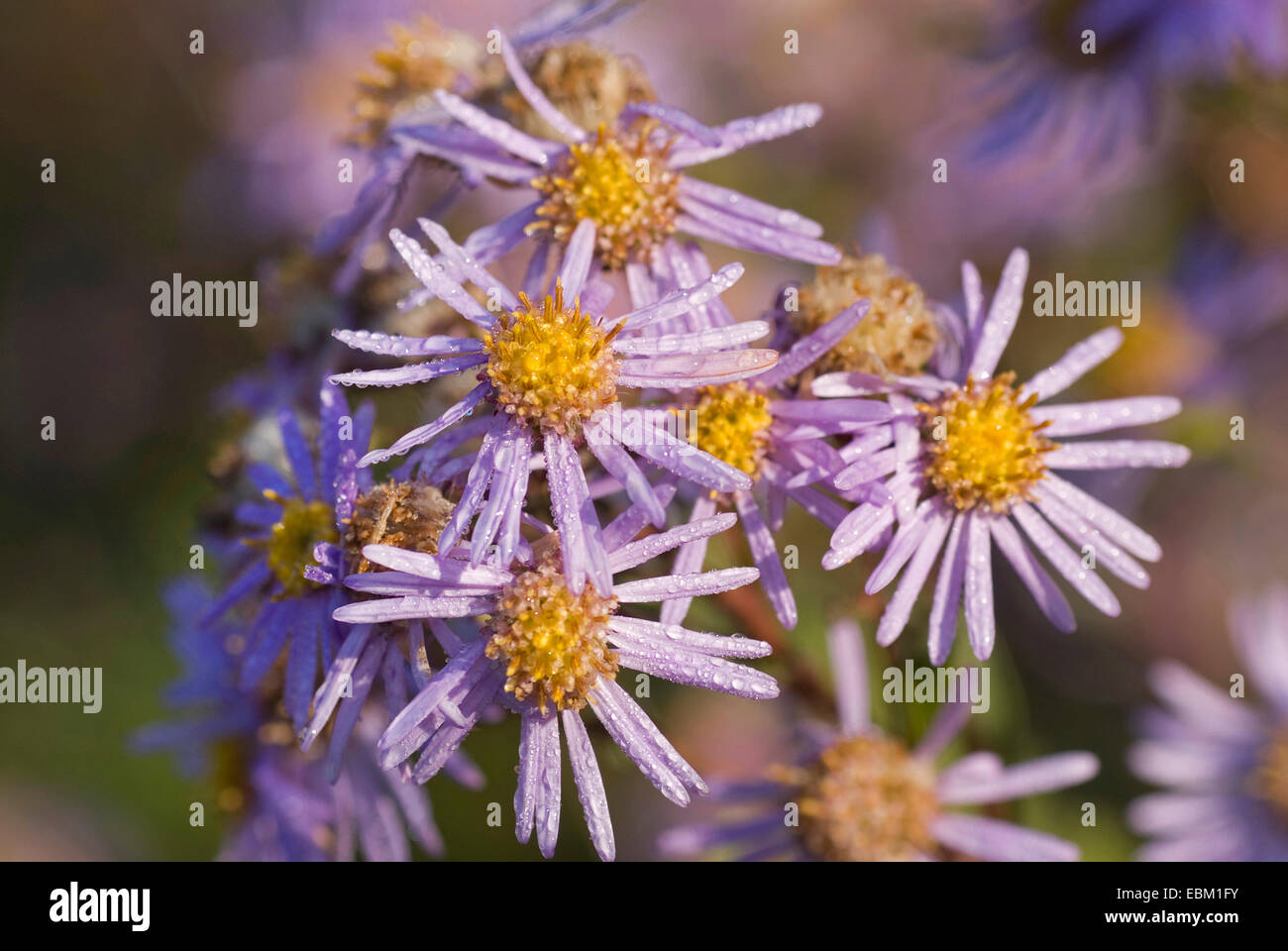 Italian aster, Italian Starwort (Aster amellus), blooming, Germany Stock Photo
