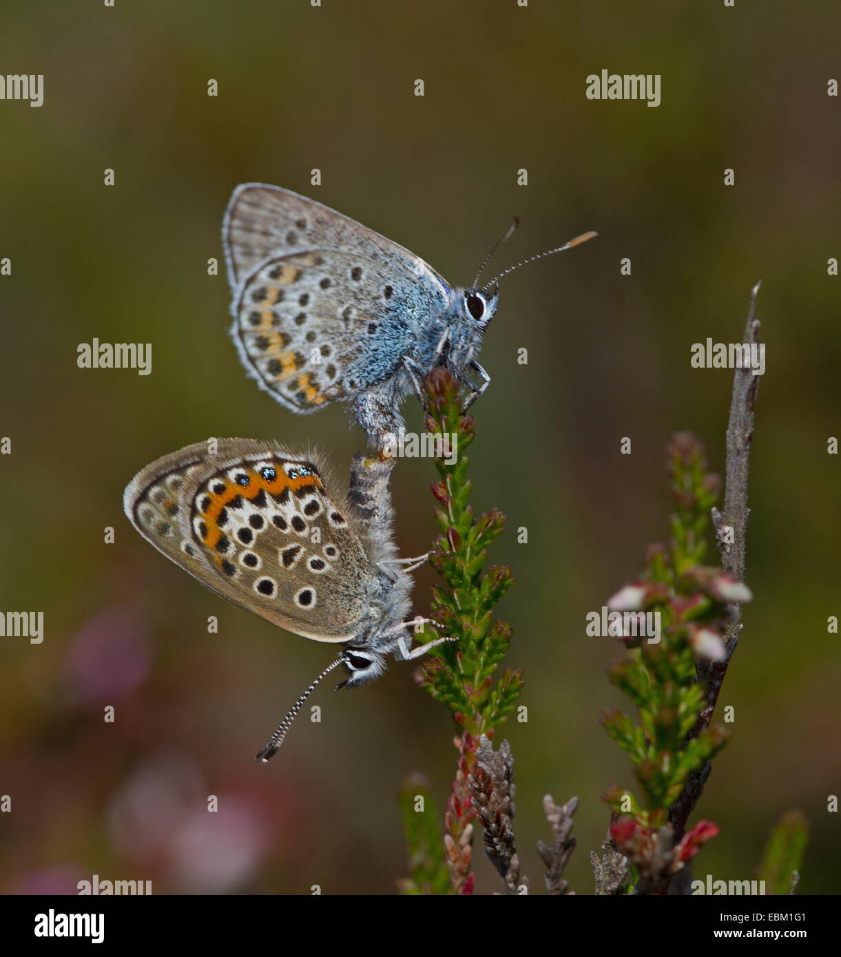 Mating pair of Silver studded Blues Stock Photo