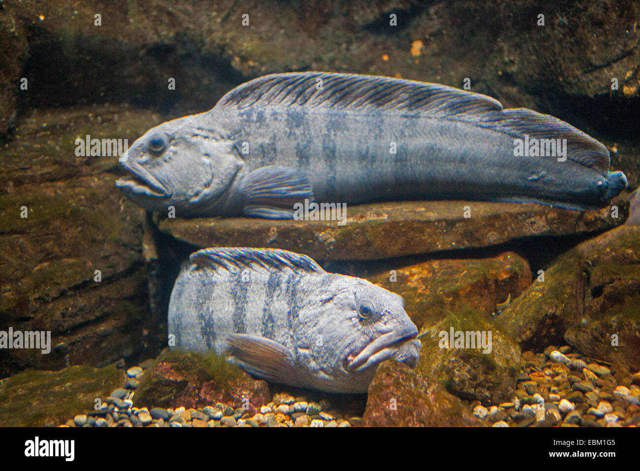 Atlantic wolffish, wolffish, cat fish, catfish (Anarhichas lupus), two wolffishes Stock Photo