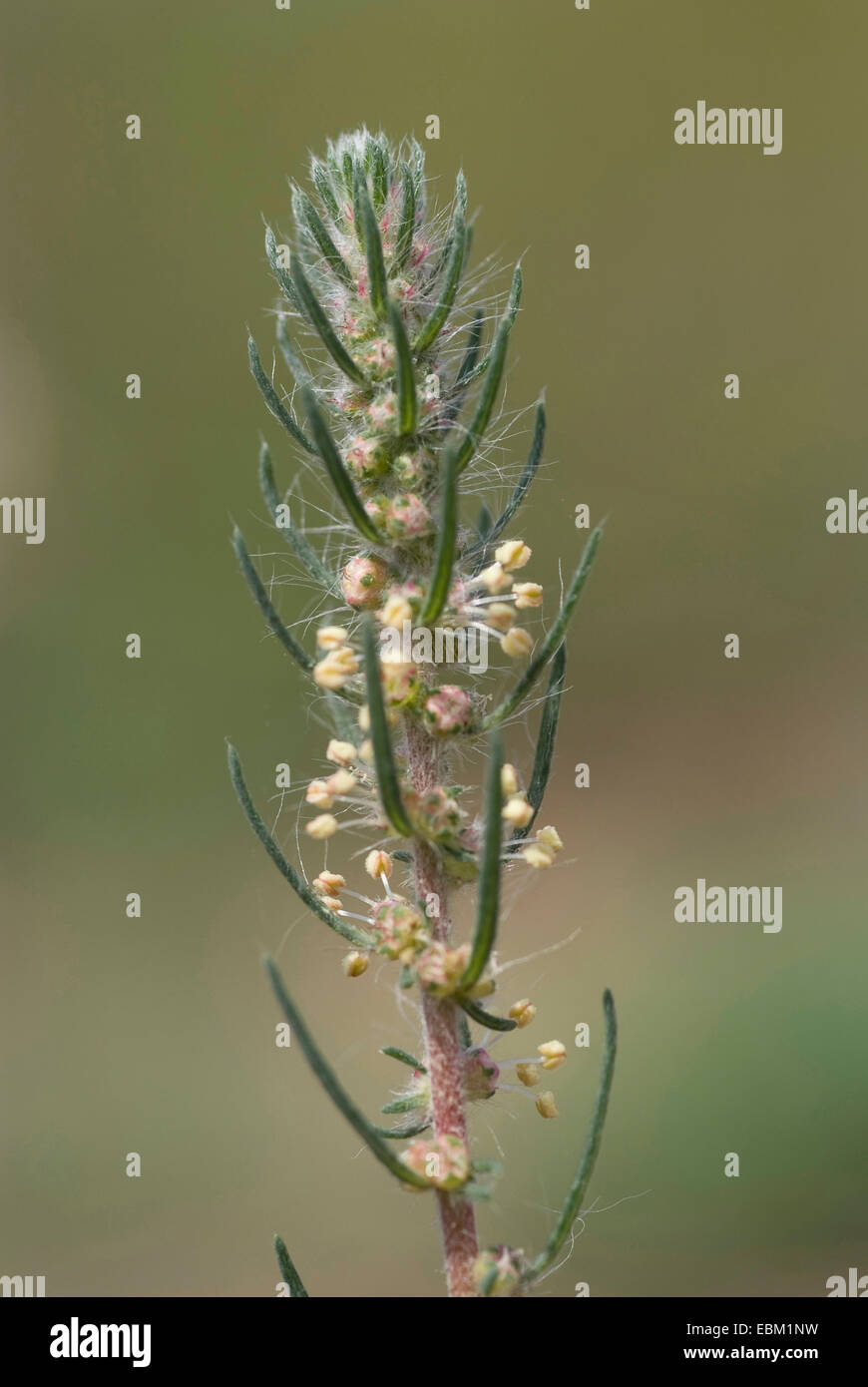 Sand Bassia (Bassia laniflora), inflorescence, Germany Stock Photo Alamy