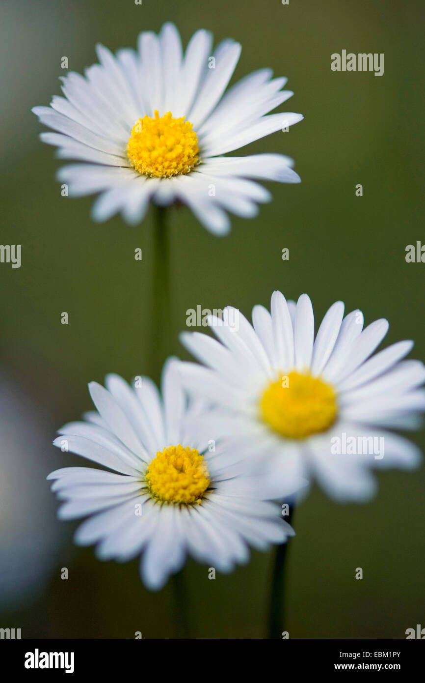 common daisy, lawn daisy, English daisy (Bellis perennis), inflorescence, Germany Stock Photo