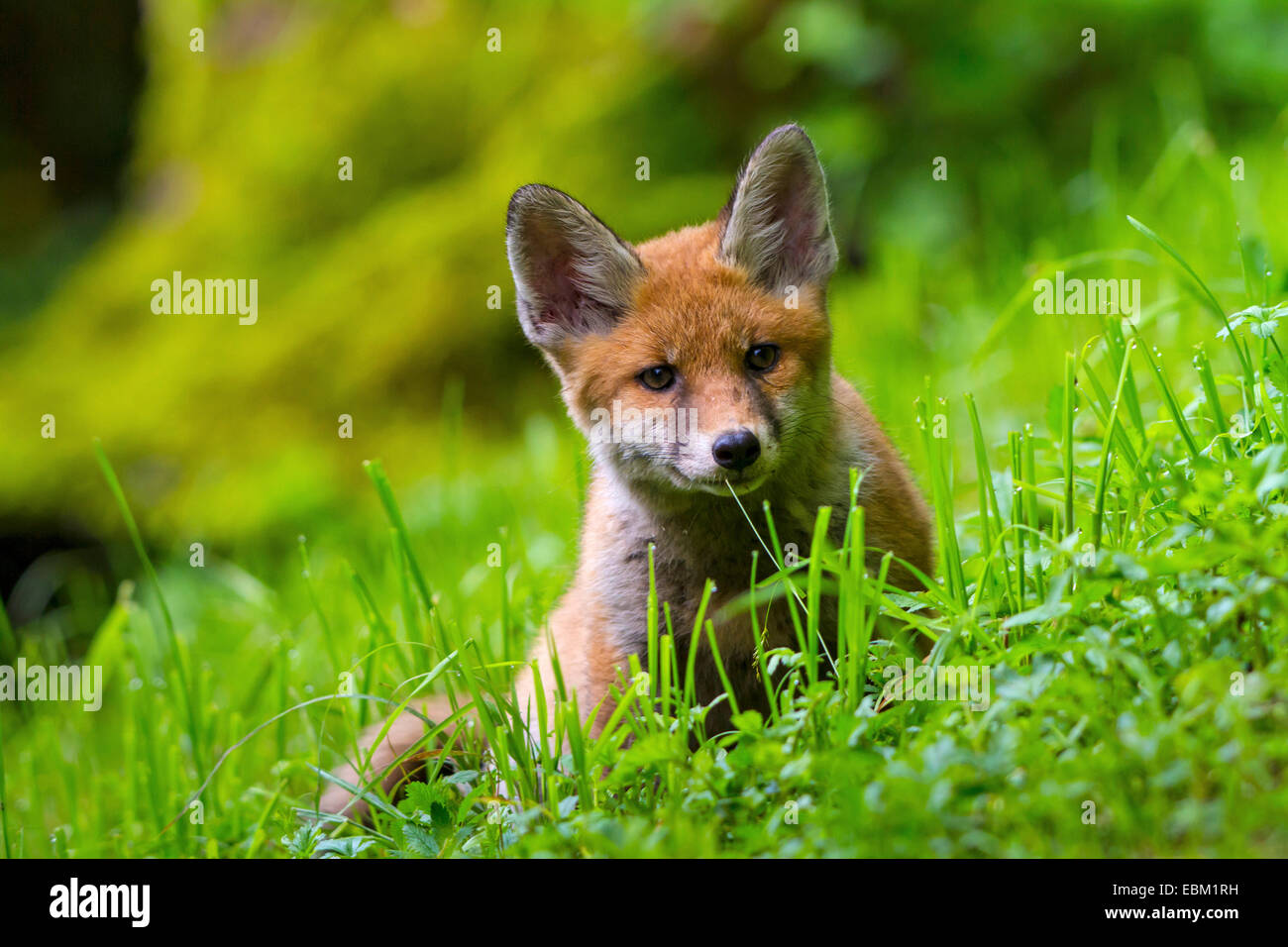 red fox (Vulpes vulpes), fox cub sitting in mountain meadow, Switzerland, Sankt Gallen Stock Photo