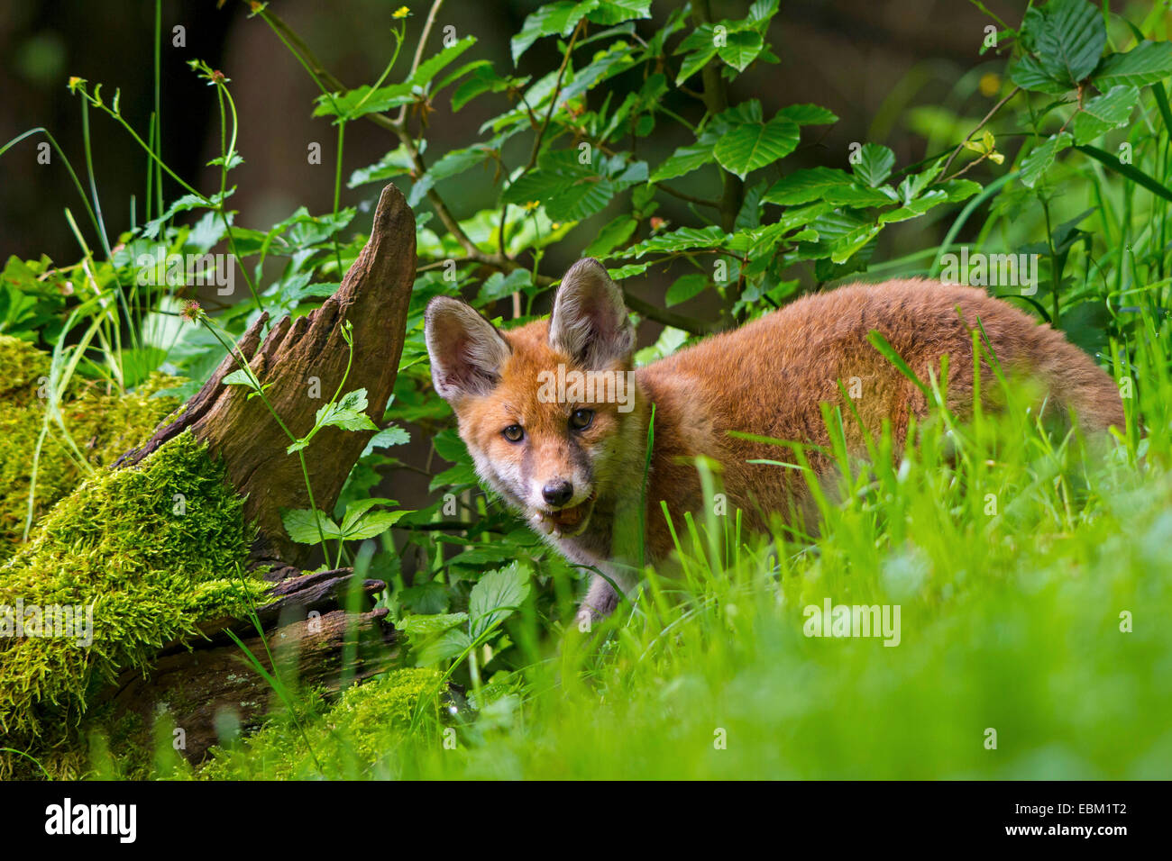 red fox (Vulpes vulpes), young animal feeding near a mossy root, Switzerland, Sankt Gallen Stock Photo
