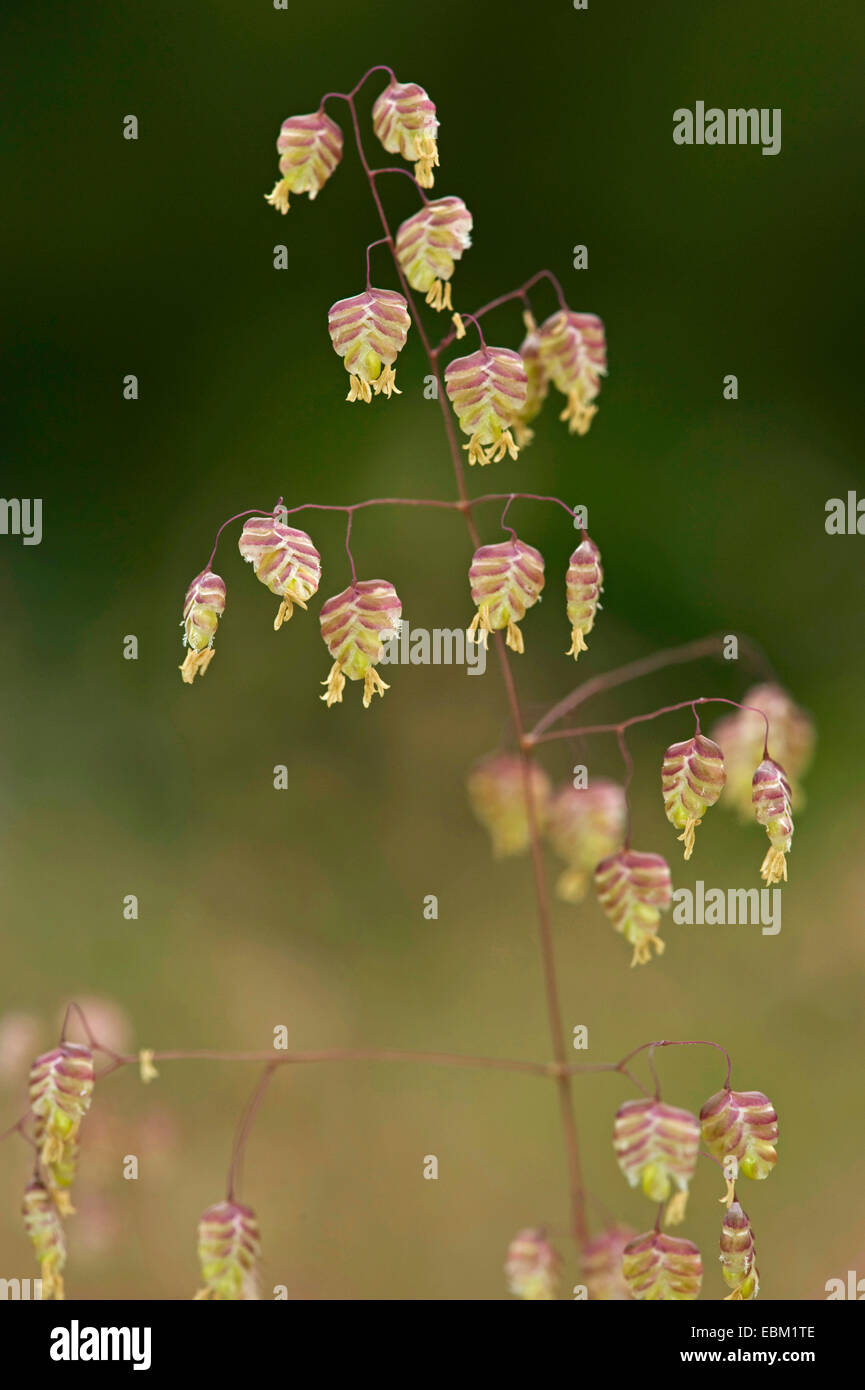 Quaking-grass, Cow-quake, Didder, Dithering-grass, Dodder-grass, Doddering Dillies, Doddle-grass, Earthquakes, Jiggle-joggles, Jockey-grass, Lady's-hair, Maidenhair-grass, Pearl Grass, Quakers, Quakers-and-shakers, Shaking-grass, Tottergrass, Wag-wantons (Briza media), panicle, Germany Stock Photo