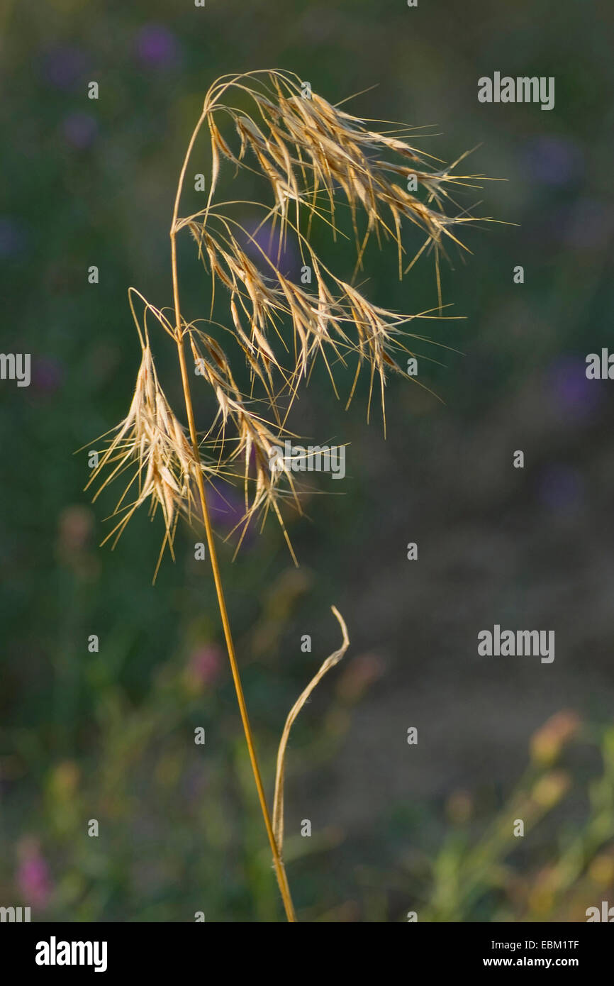 downy chess, drooping brome, cheat grass (Bromus tectorum), inflorescence, Germany Stock Photo