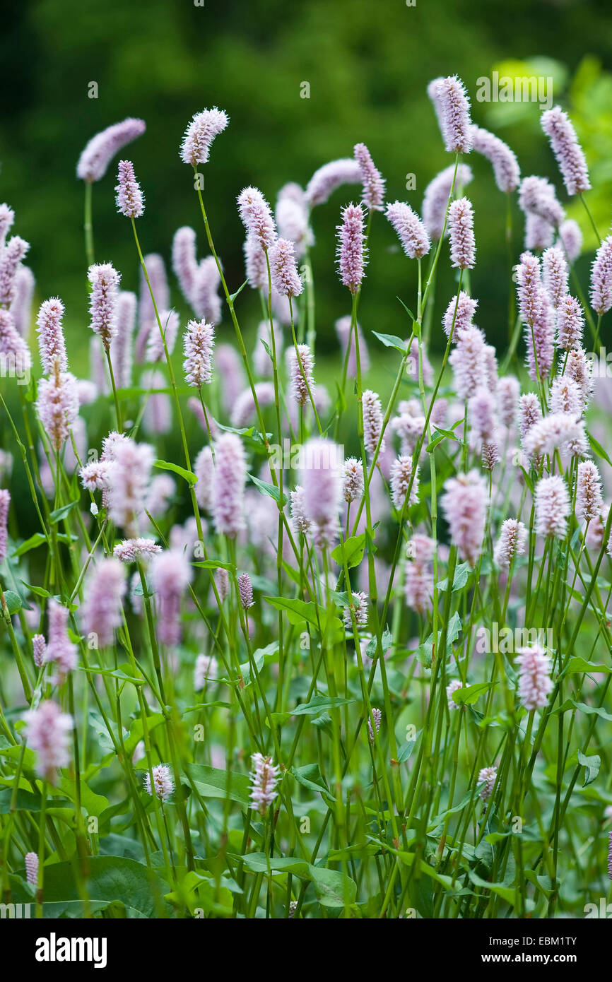 Common bistort, Meadow bistort (Polygonum bistorta, Bistorta officinalis, Bistorta major, Persicaria bistorta), blooming, Germany Stock Photo