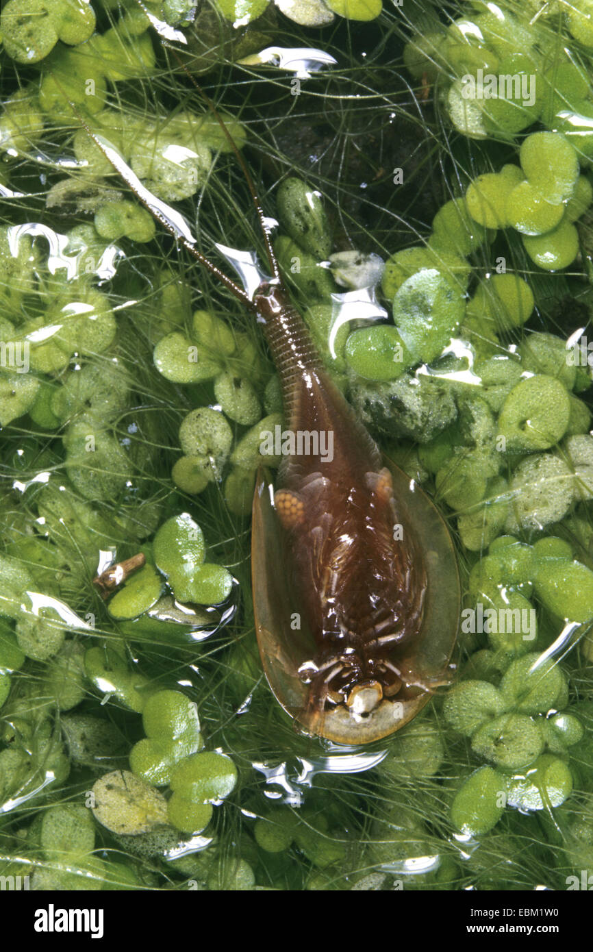 Lontail tadpole shrimp, American tadpole, Rice tadpole shrimp (Triops longicaudatus), egg-bearing female Stock Photo