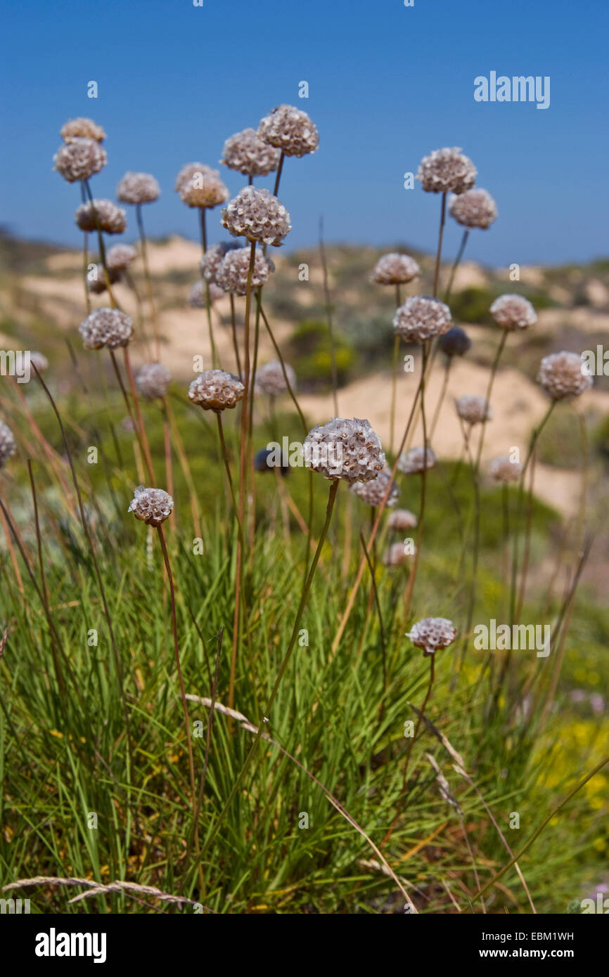 Spiny Thrift (Armeria pungens), blooming, Portugal Stock Photo