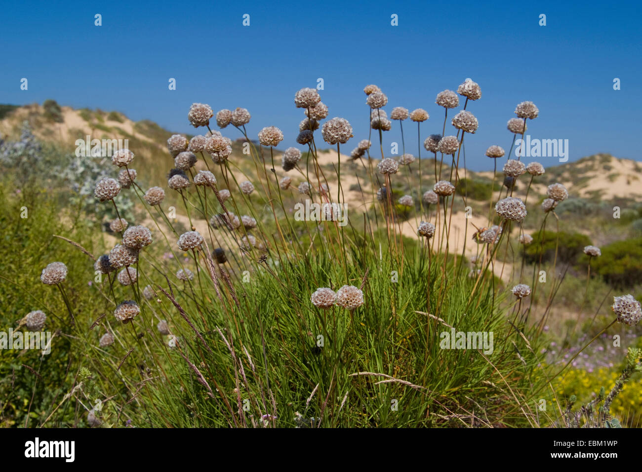 Spiny Thrift (Armeria pungens), blooming, Portugal Stock Photo