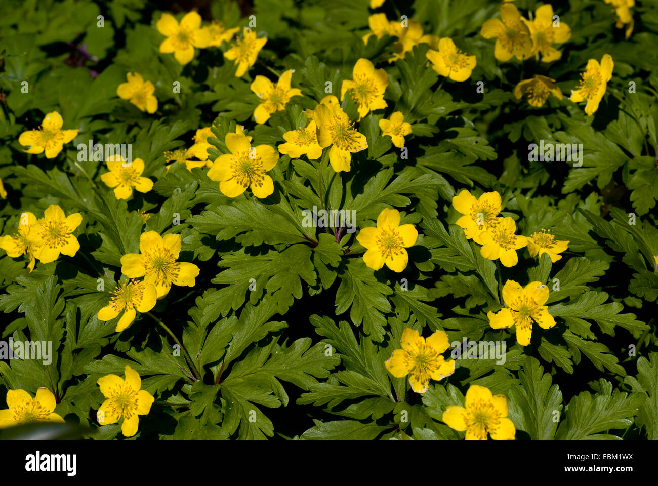 Yellow wood anemone anemone hires stock photography and images Alamy