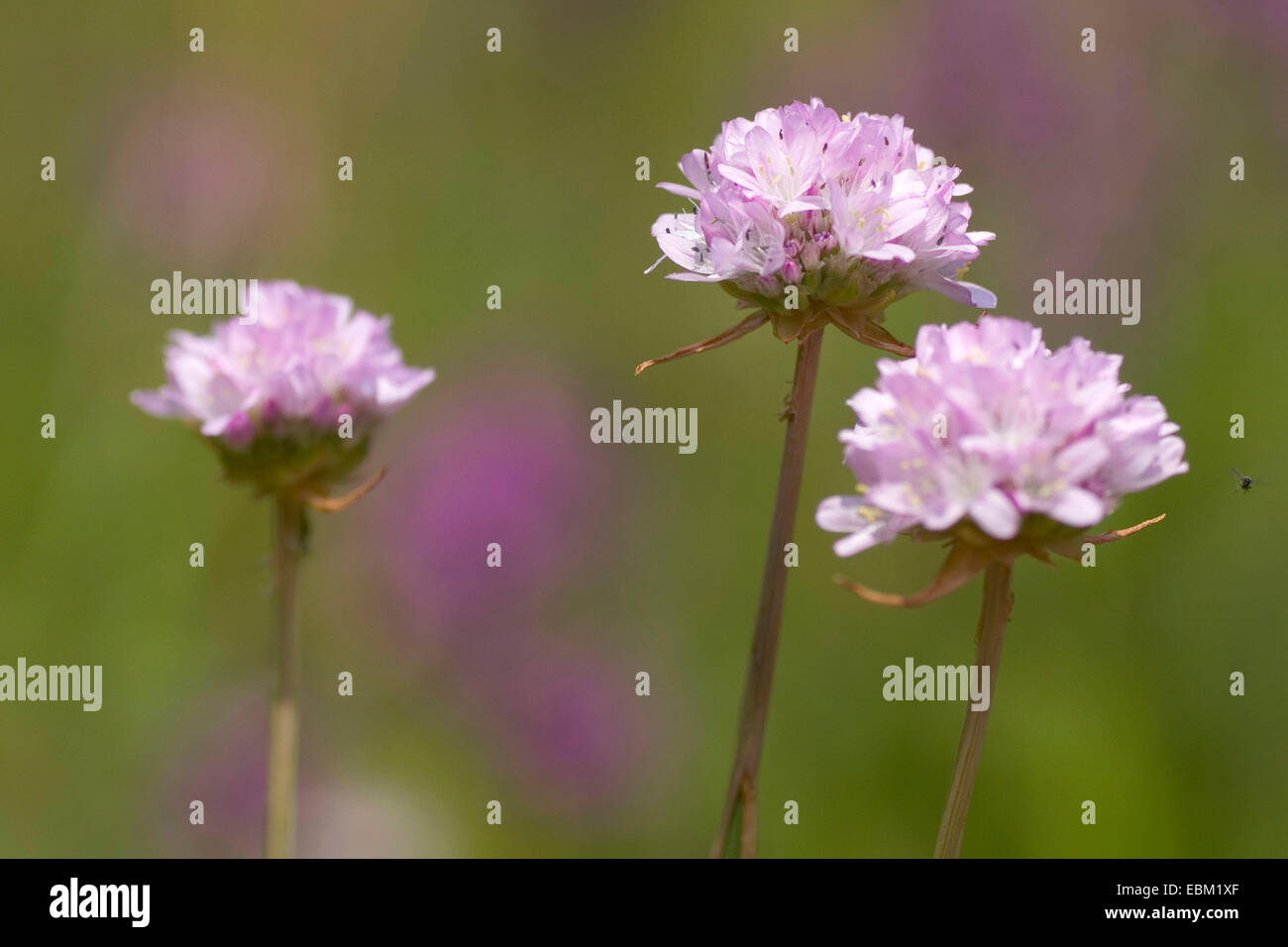 Thrift (Armeria arenaria), blooming, Germany Stock Photo
