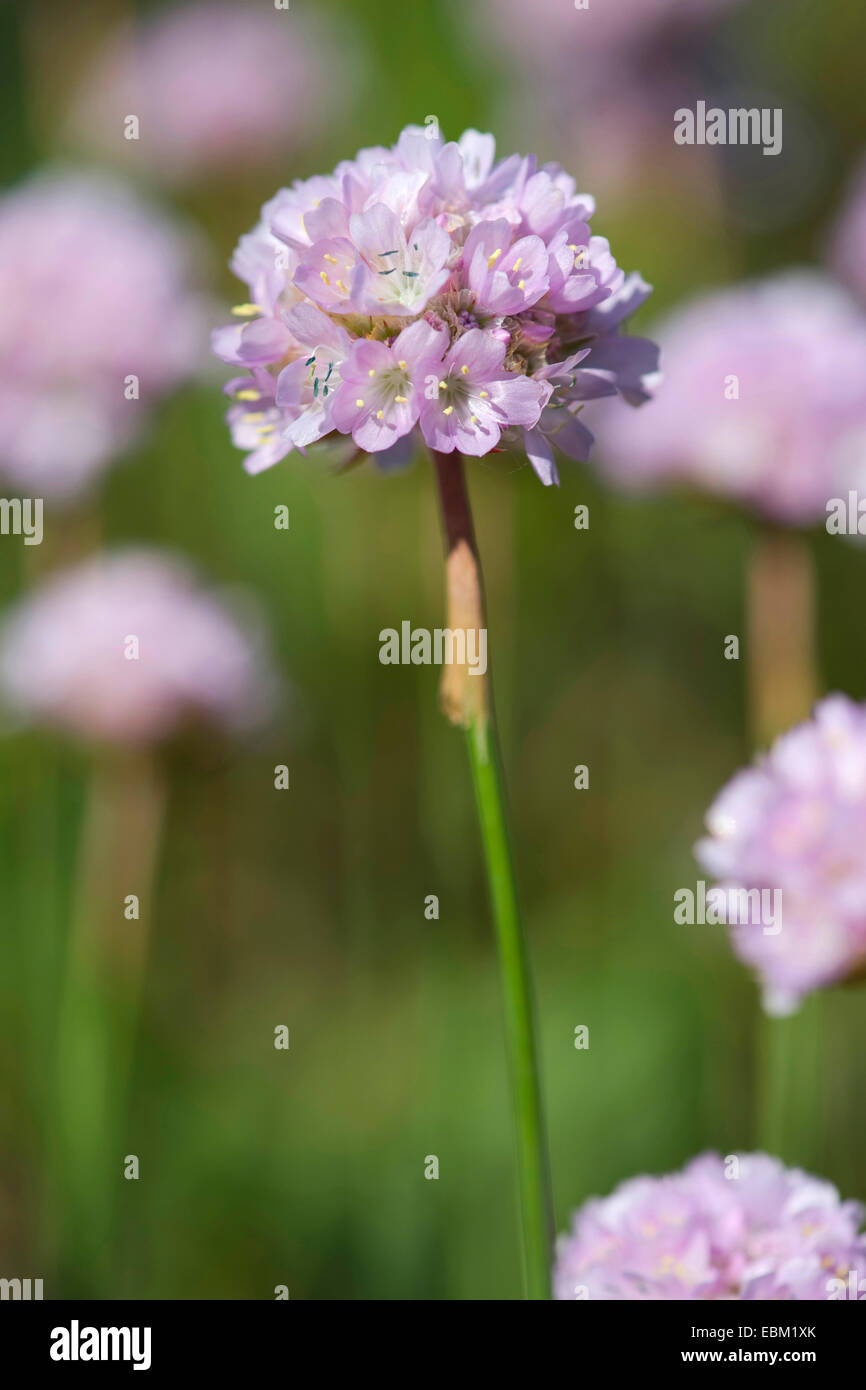 Thrift (Armeria arenaria), blooming, Germany Stock Photo