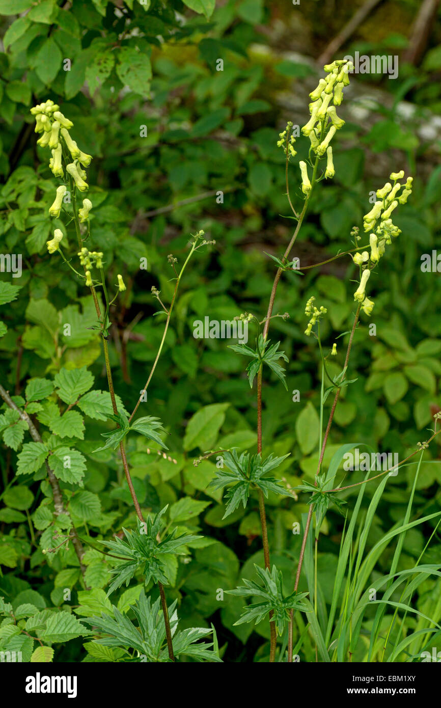 yellow wolfsbane (Aconitum lycoctonum ssp. vulparia, Aconitum vulparia), blooming, Germany, Bavaria, Oberbayern, Upper Bavaria Stock Photo