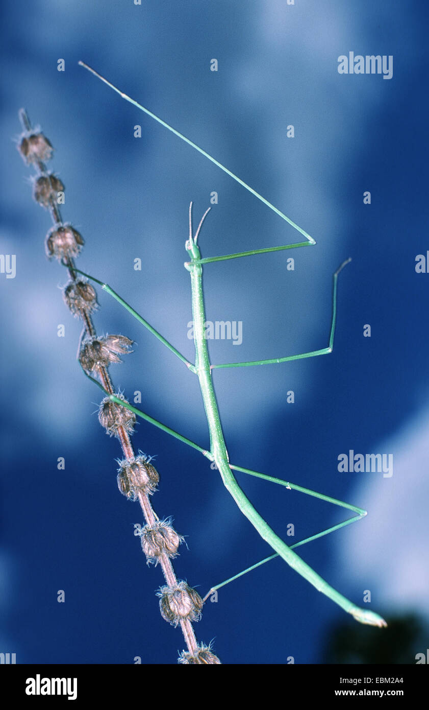 walking stick, stickinsect (Phasmatidae, Phasmida Stock Photo Alamy
