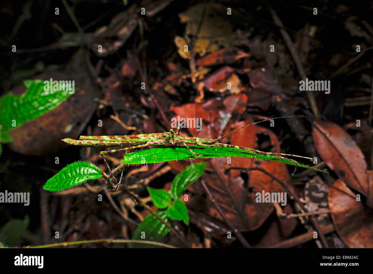 Walking Sticks Insects Poisonous