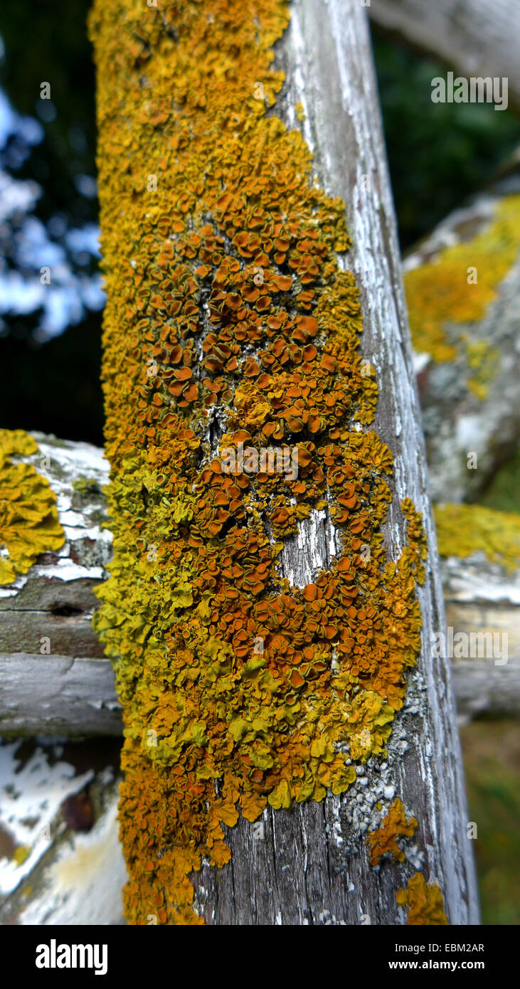 picket of an old rustic fence covered with lichens , Germany Stock Photo