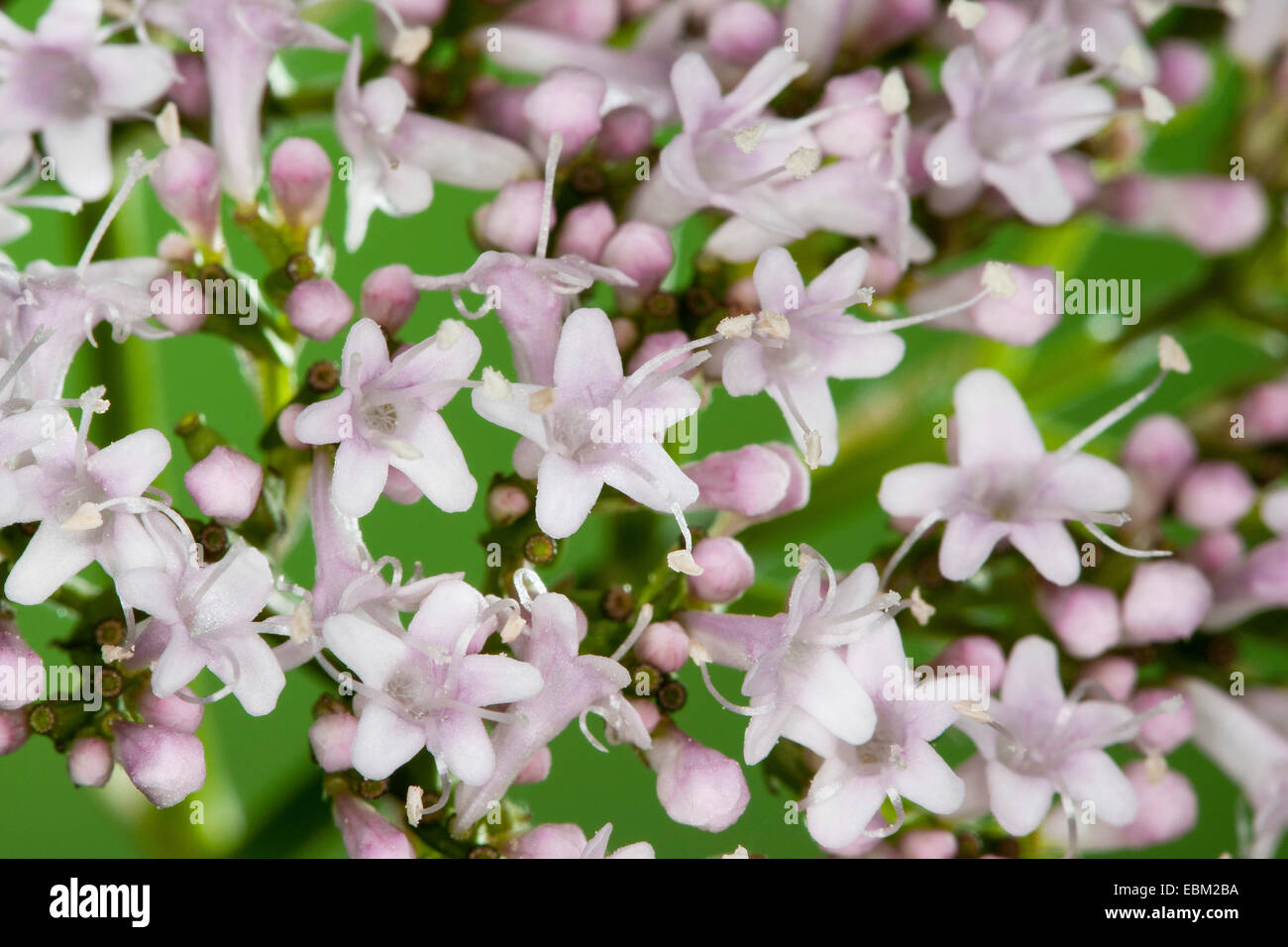 common valerian, all-heal, garden heliotrope, garden valerian (Valeriana officinalis), flowers, Germany Stock Photo