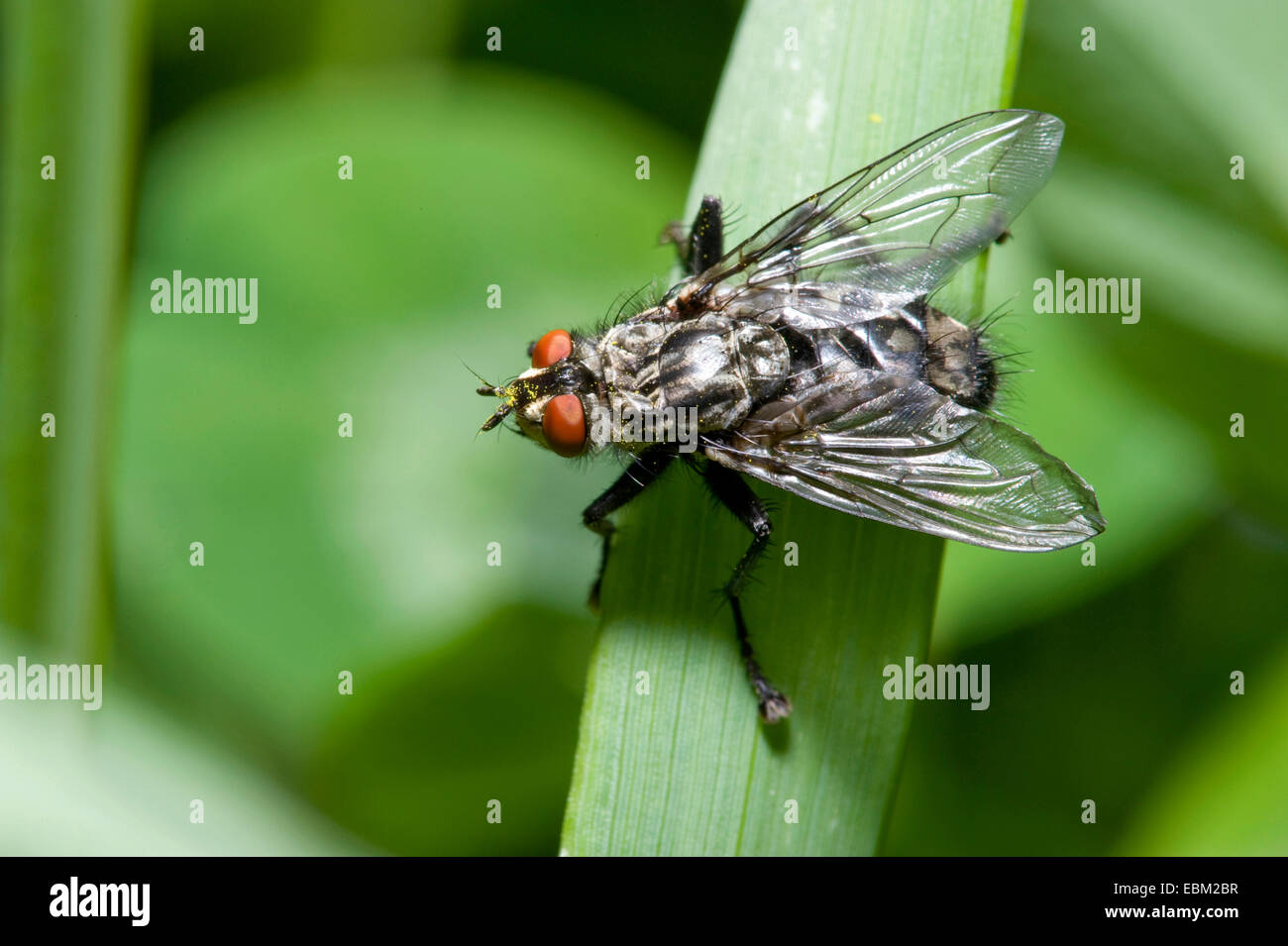 Sarcophaga spec hi-res stock photography and images - Alamy