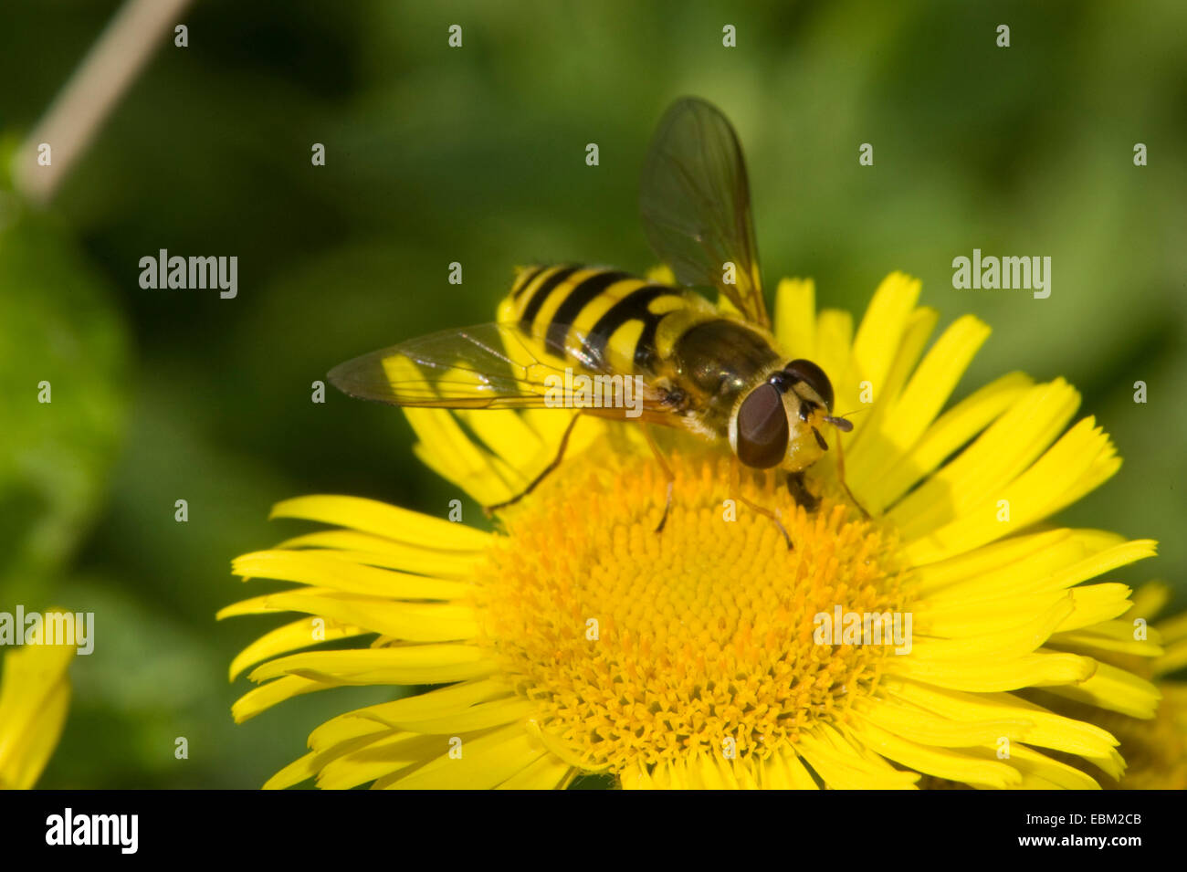 Currant Hover Fly, Common Banded Hoverfly (Syrphus ribesii), sitting on a yellow blossom, Germany Stock Photo