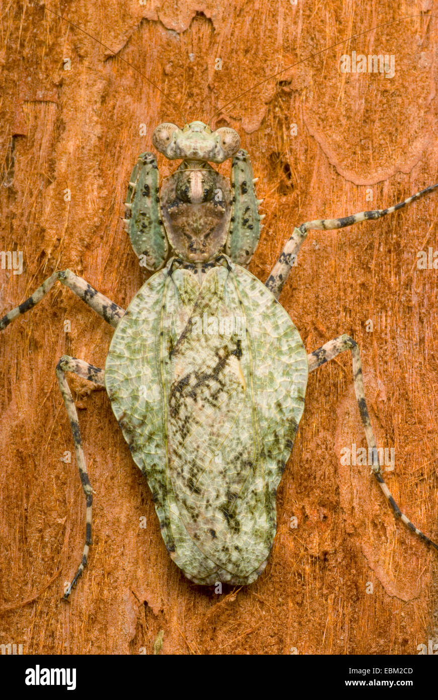 Bark Mantis (Theopompa servillei), sitting on bark Stock Photo