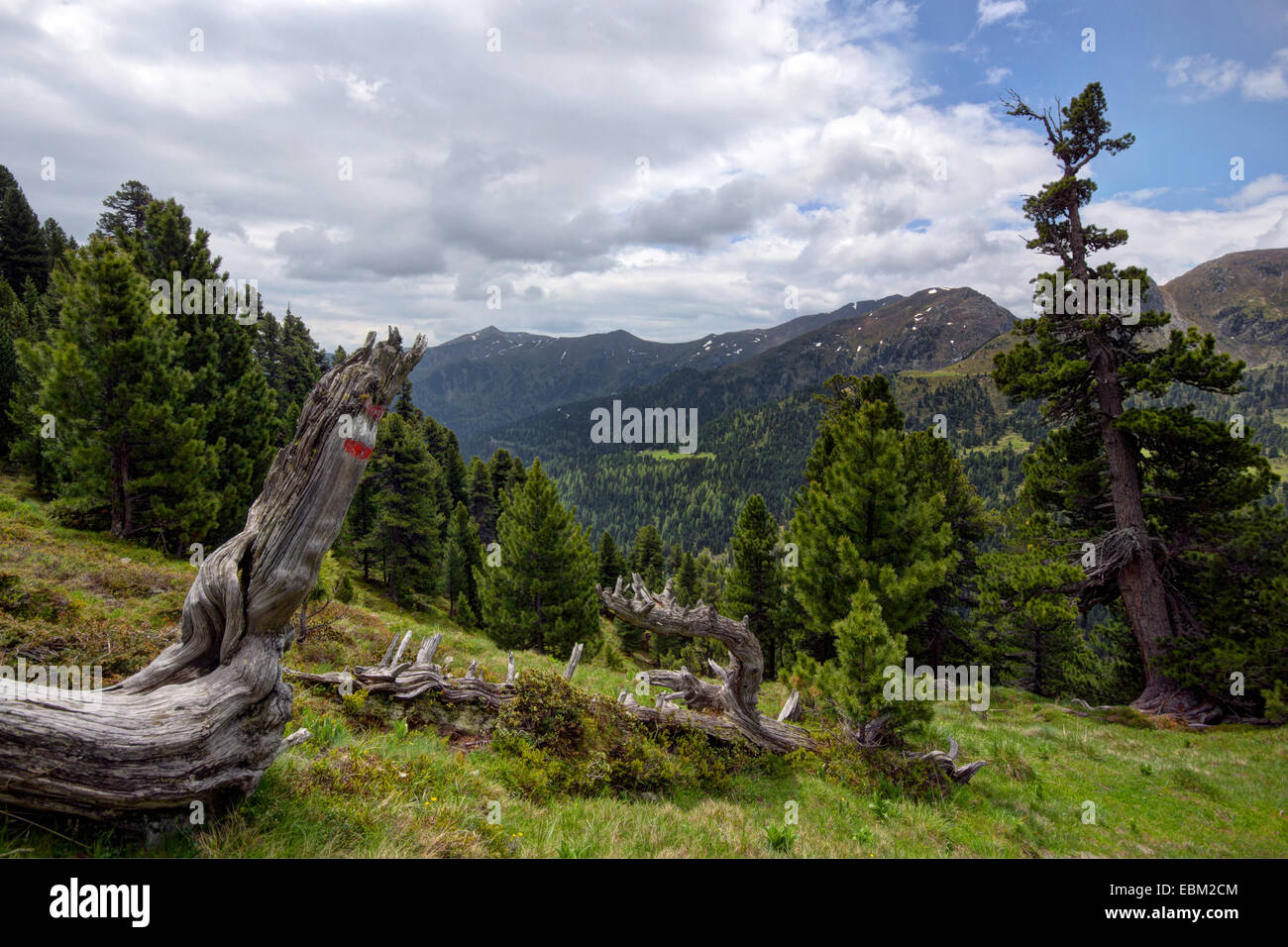 Swiss stone pine, arolla pine (Pinus cembra), mountain landscape, Austria, Kaernten, Nockberge National Park Stock Photo