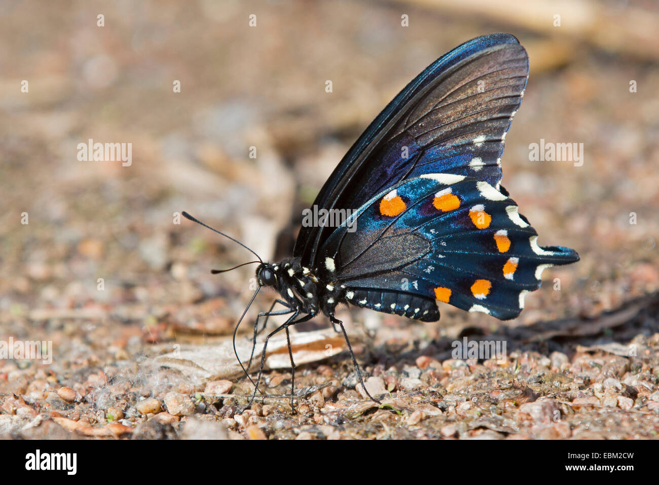 Spicebush Swallowtail  (Papilio troilus), male sitting on the ground, USA, Arizona Stock Photo