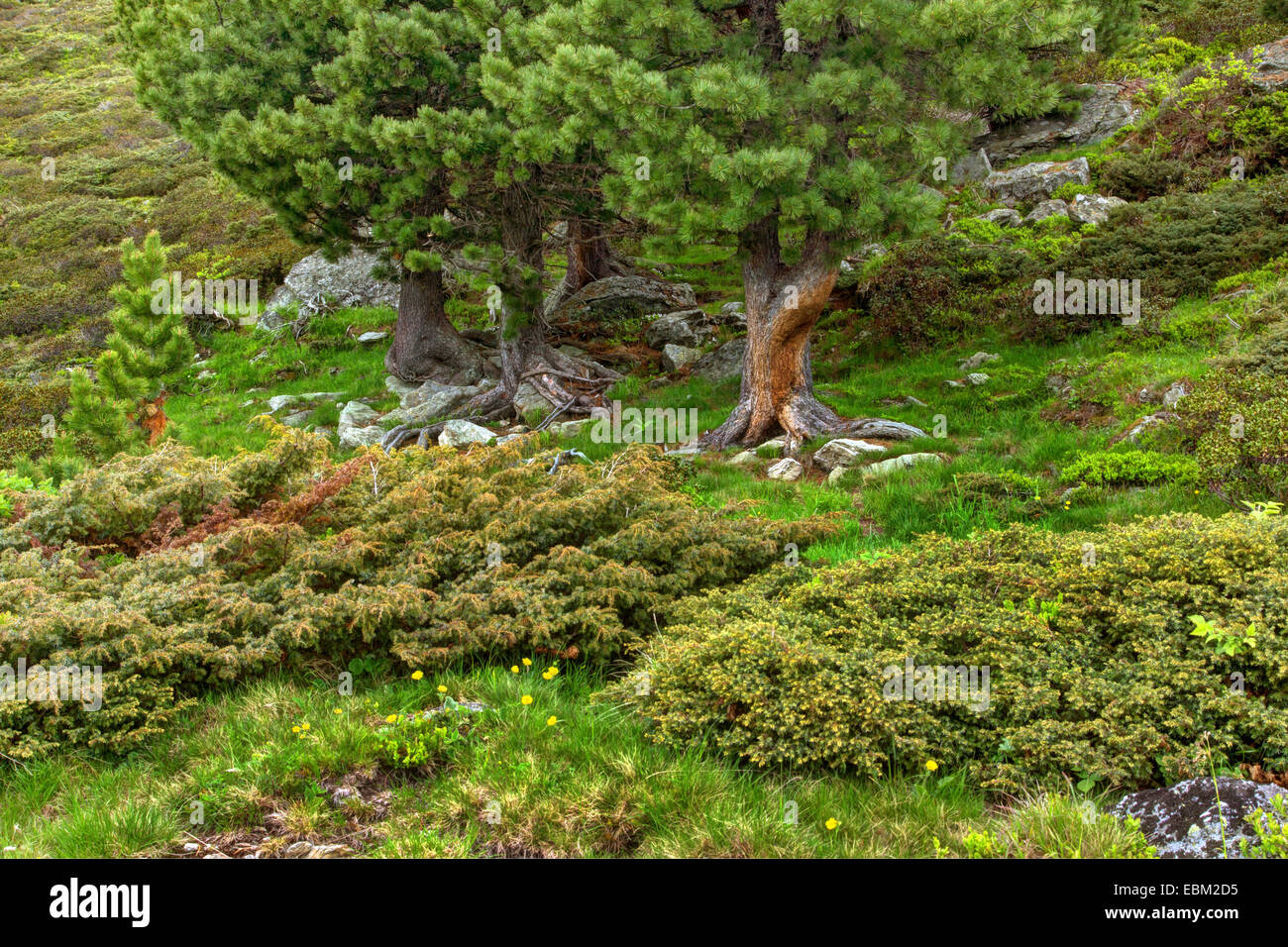 Swiss stone pine, arolla pine (Pinus cembra), junipers and swiss stone pines, Austria, Kaernten, Nockberge National Park Stock Photo