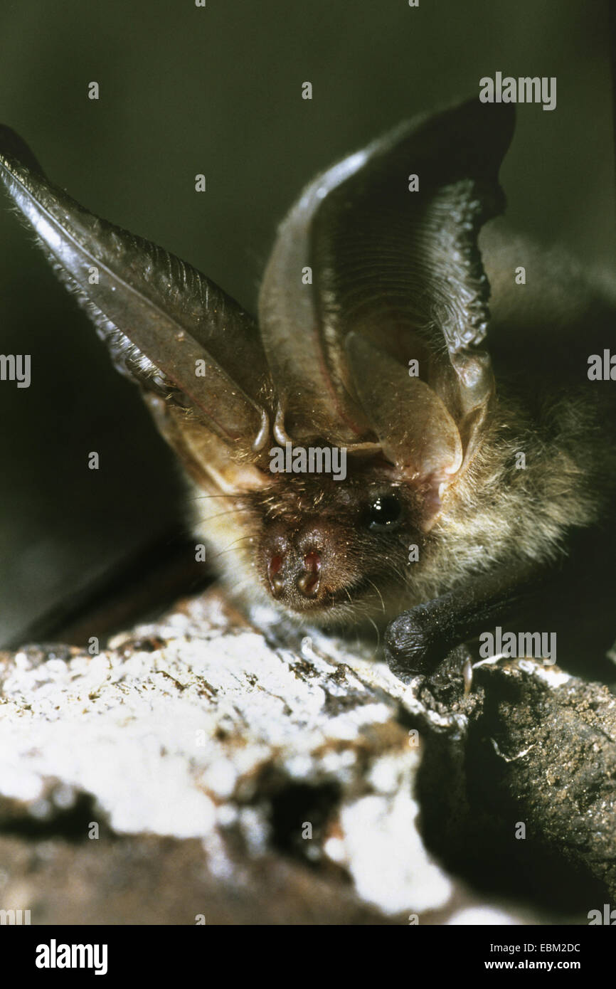 brown long-eared bat, common long-eared bat (Plecotus auritus