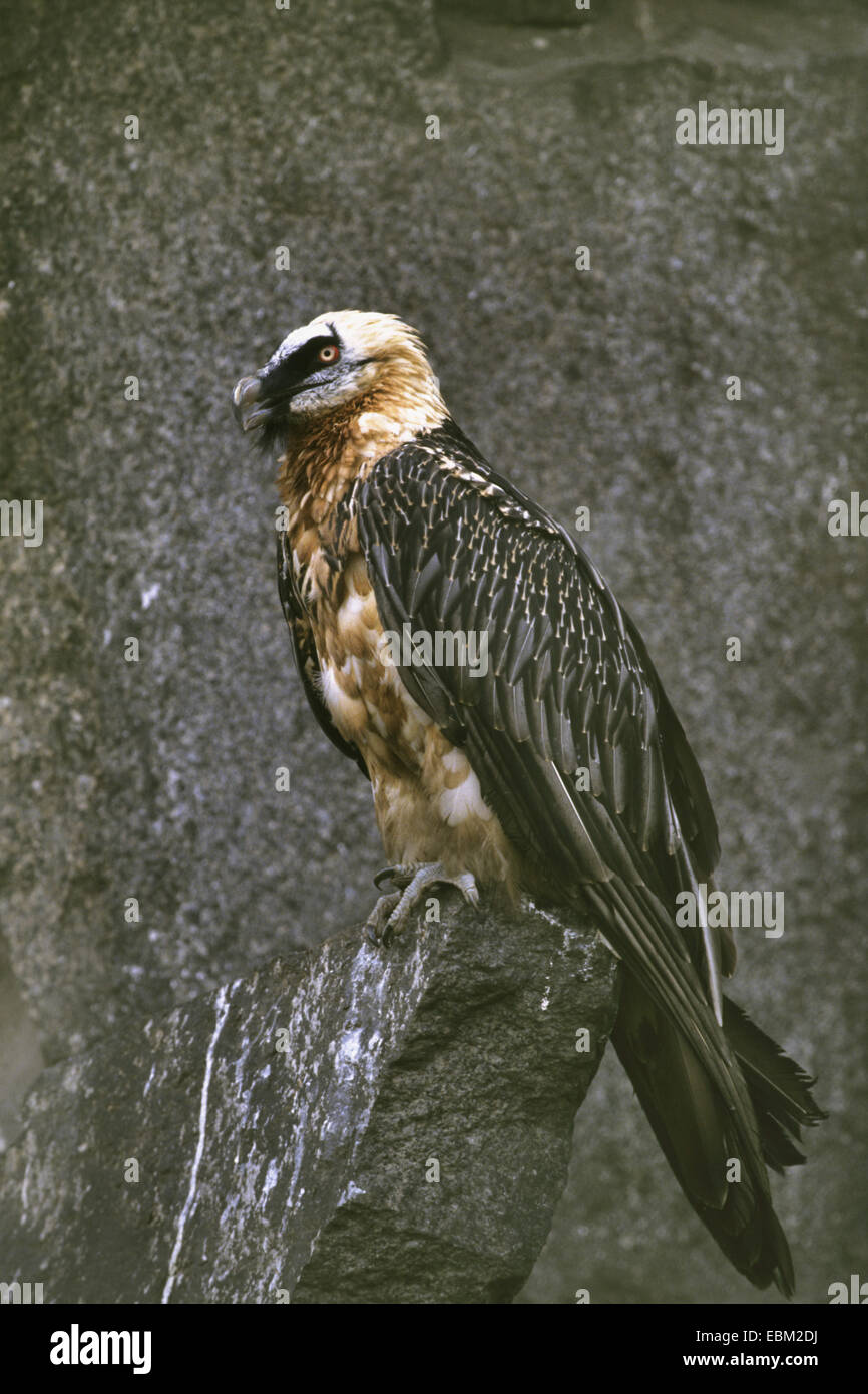 Lammergeier, Bearded Vulture (Gypaetus barbatus), full length portrait Stock Photo