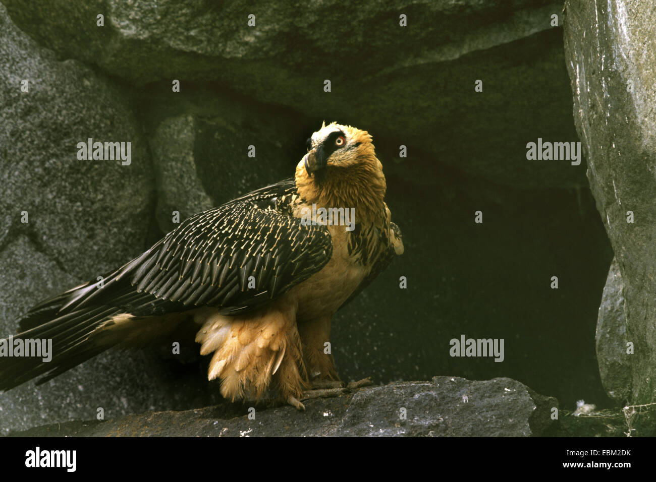 Lammergeier, Bearded Vulture (Gypaetus barbatus), full length portrait Stock Photo