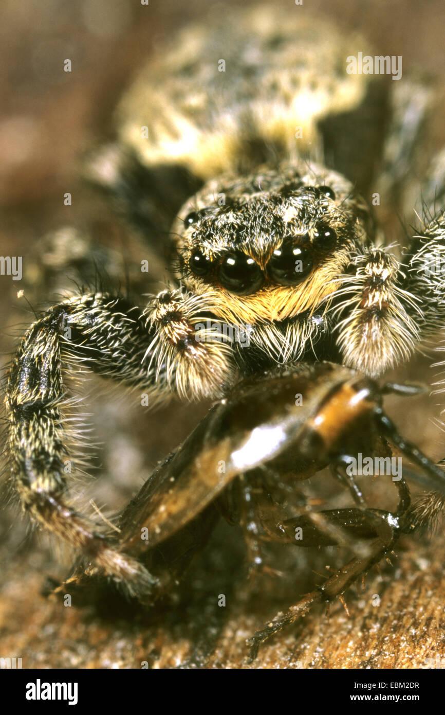 jumping spider (Marpissa muscosa, Marpissa rumpfii), with a captured cockroach Stock Photo