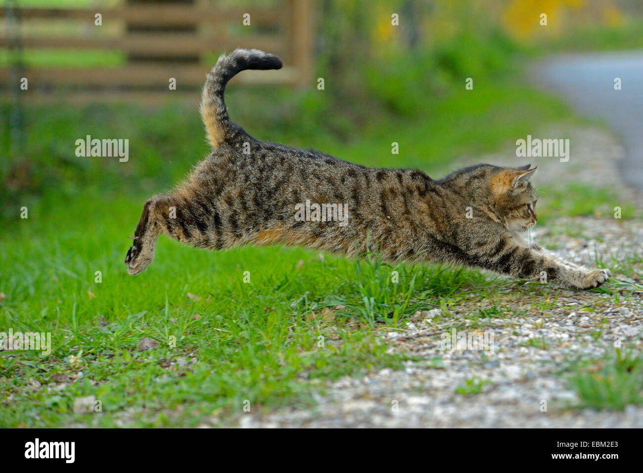 domestic cat, house cat (Felis silvestris f. catus), jumping to the roadside, Germany Stock Photo