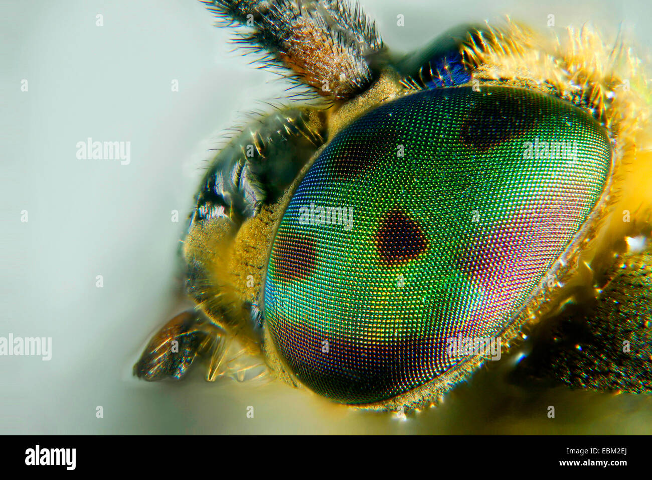 deerfly, deer-fly, breezefly, breeze-fly, horsefly, horse-fly (Chrysops relictus), compound eye, Germany, Mecklenburg-Western Pomerania Stock Photo