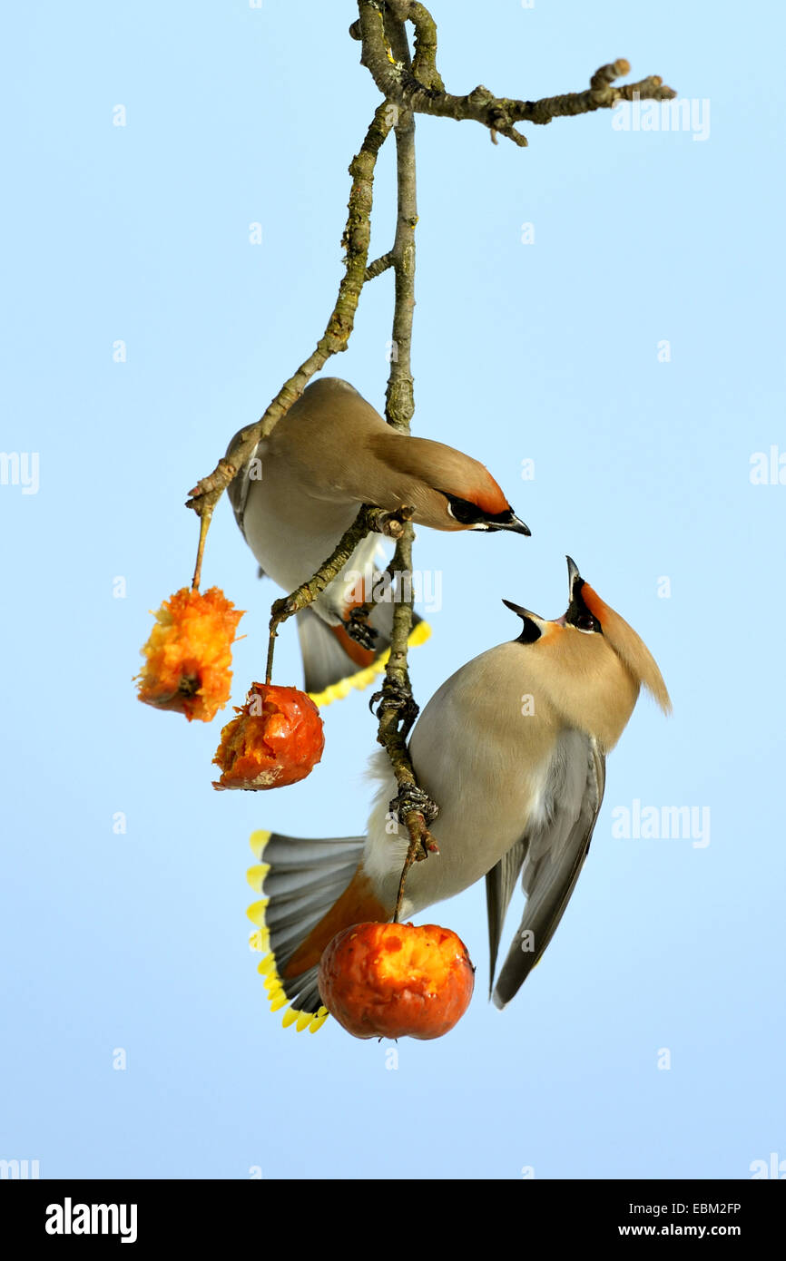 Bohemian waxwing (Bombycilla garrulus), two jealously about food adult birds on a twig, Germany, Baden-Wuerttemberg Stock Photo