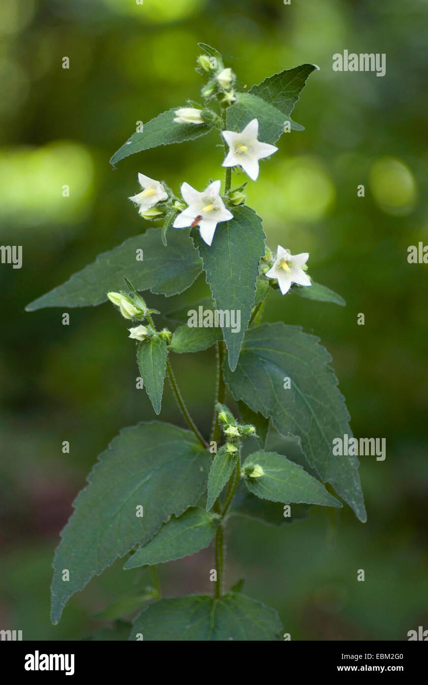 Ivory Bells, Spurred Bellflower, White Bellflower (Campanula alliariifolia), blooming, Germany Stock Photo