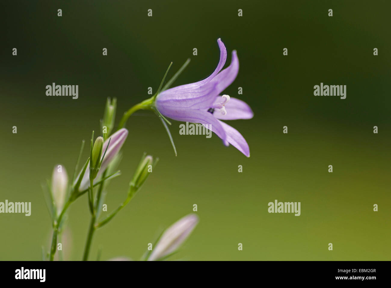 Rampion Bellflower, Rampion, Rover Bellflower (Campanula rapunculus), inflorescence, Germany Stock Photo