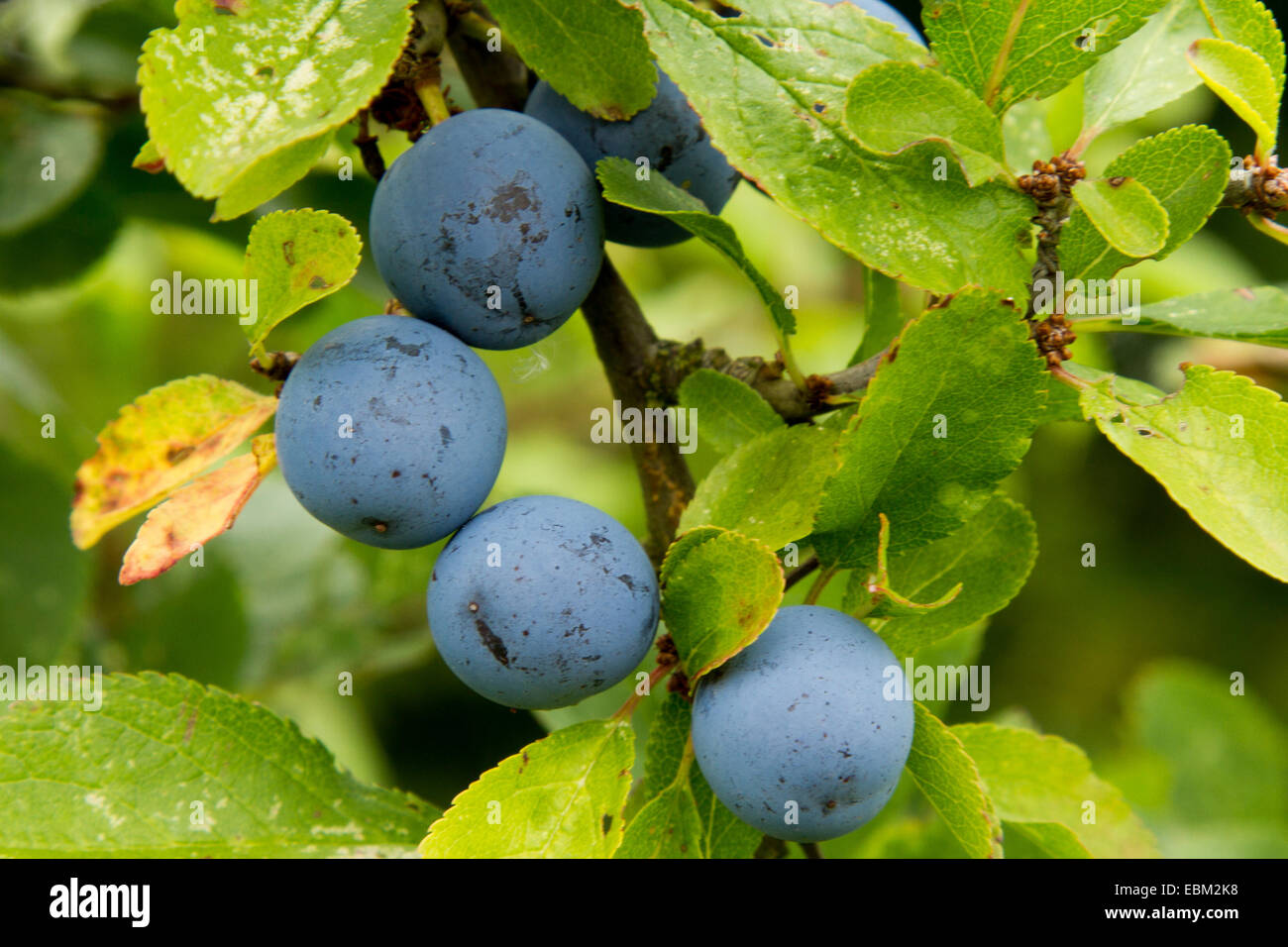 Sloe berries on a Blackthorn Tree (Prunus Spinosa Stock Photo Alamy