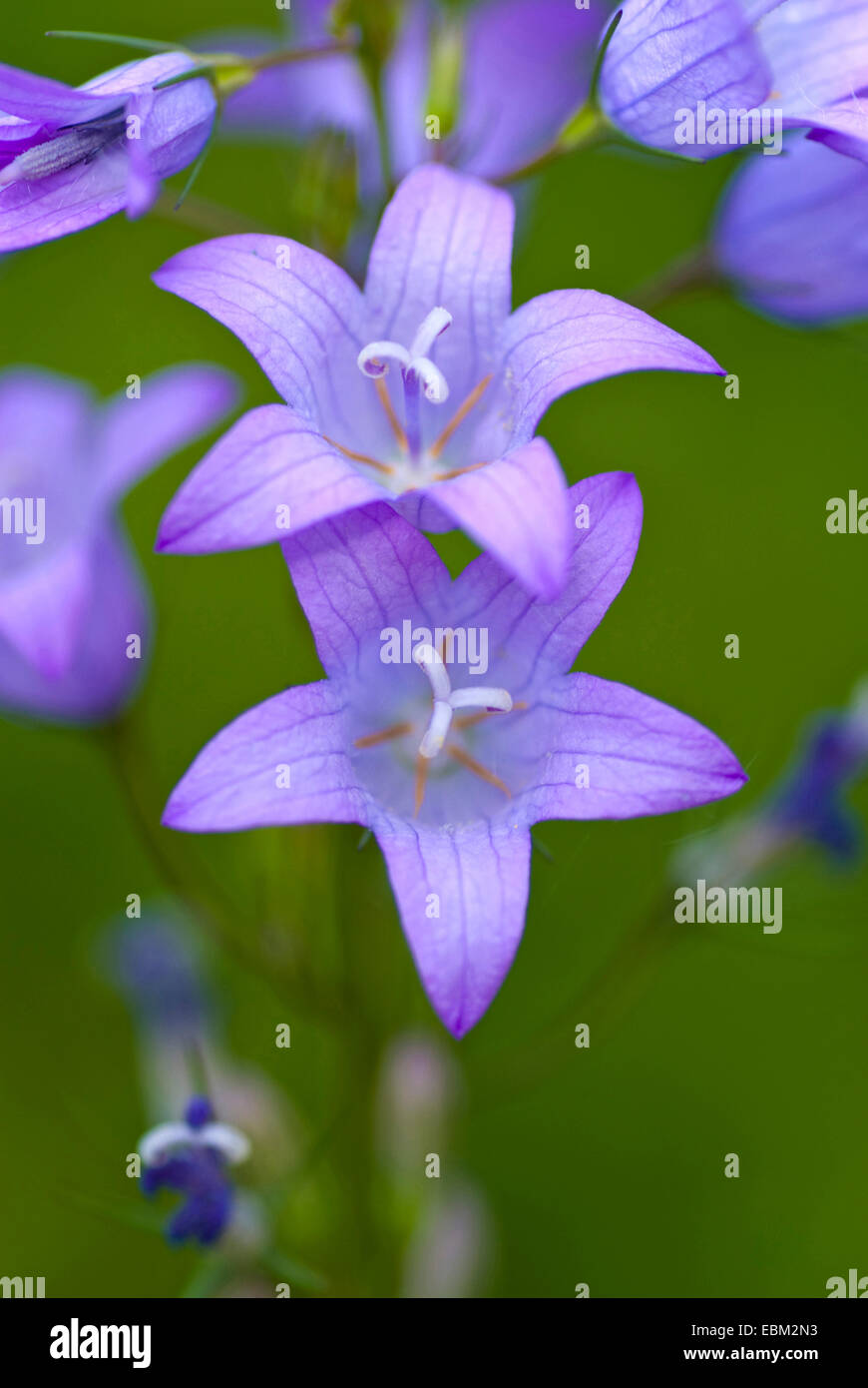 Rampion Rampion, Rover Bellflower (Campanula rapunculus), flowers, Germany Photo Alamy