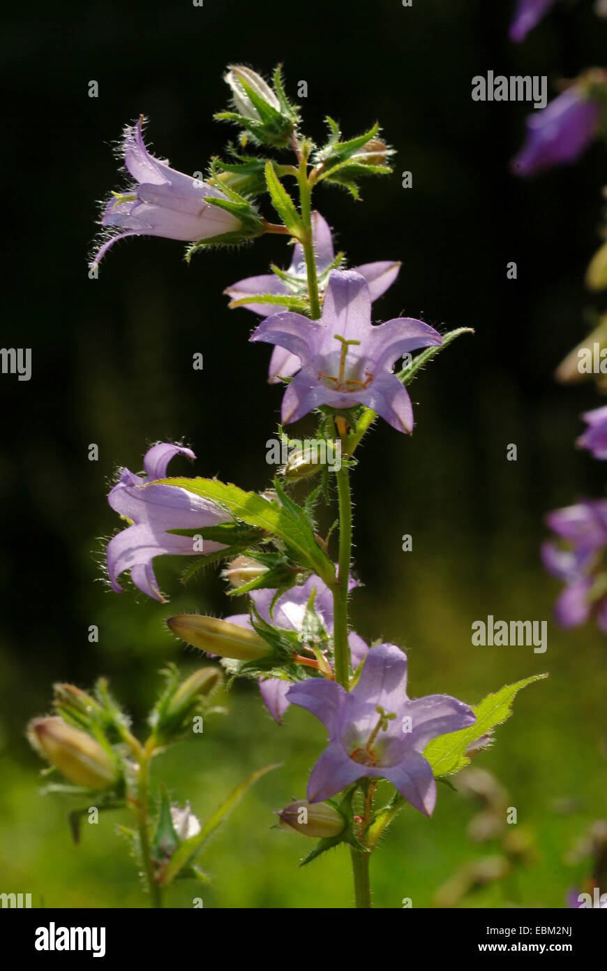 batsinthebelfry, nettleleaved bellflower (Campanula trachelium