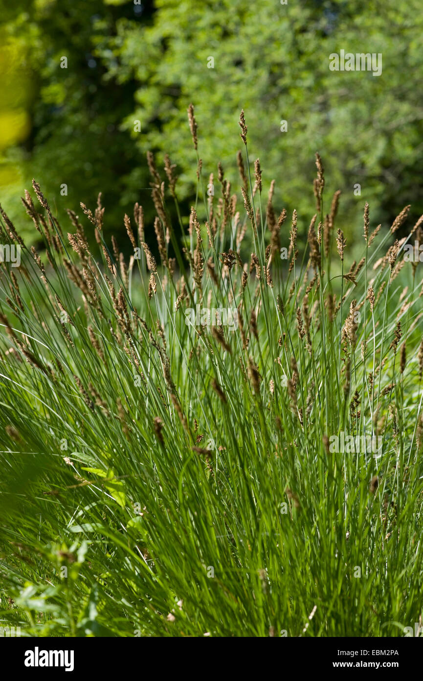 fibrous tussock-sedge (Carex appropinquata), blooming, Germany Stock Photo