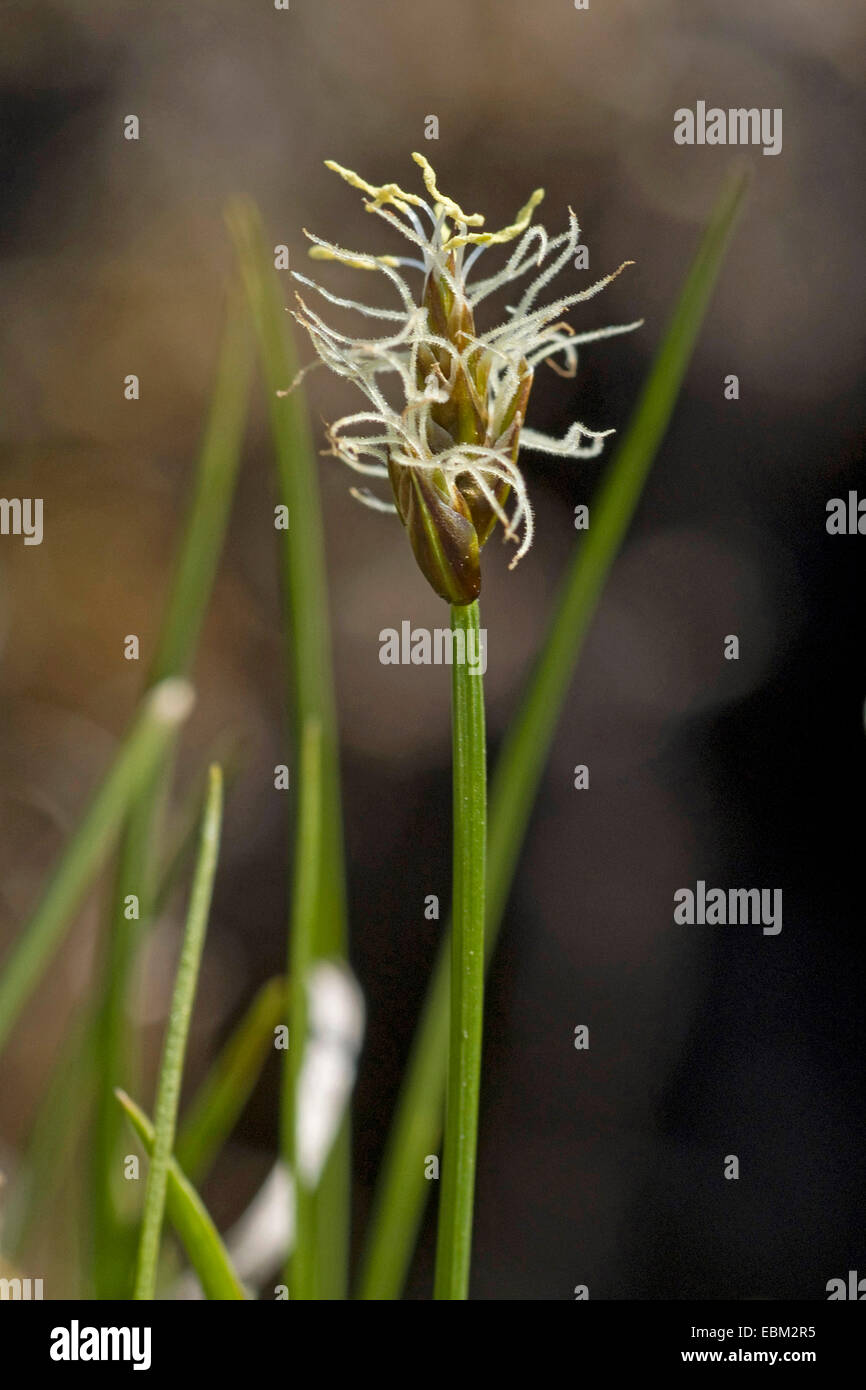 Cordroot sedge, Creeping sedge, String sedge, Prostrate Sedge (Carex chordorrhiza), inflorescence, Germany Stock Photo
