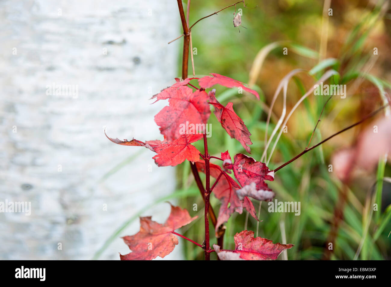 Red Maple Sapling High Resolution Stock Photography And Images Alamy Red Maple Sapling High Resolution Stock Photography And Images Alamy