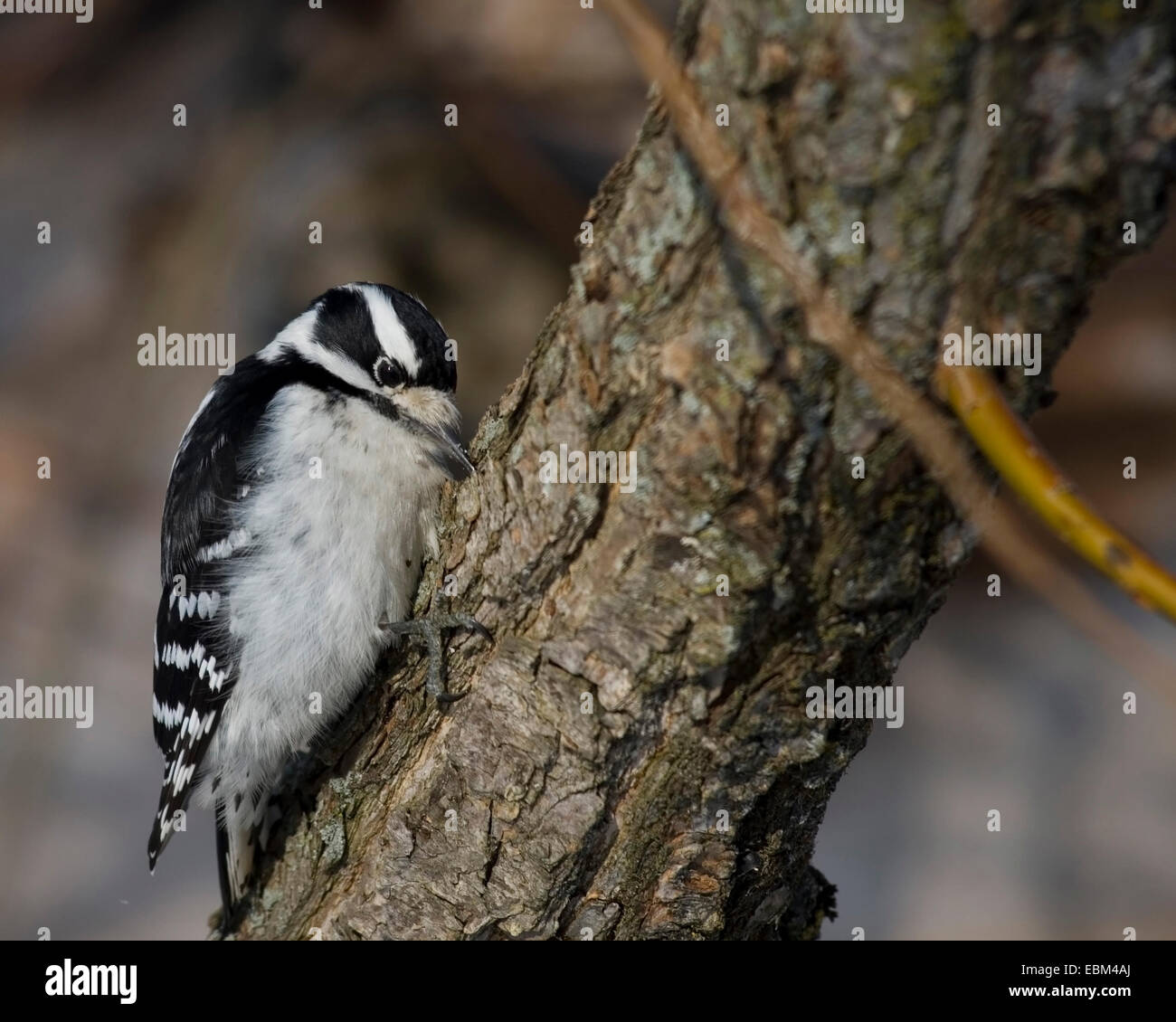 Downy woodpecker perched on a tree. Stock Photo