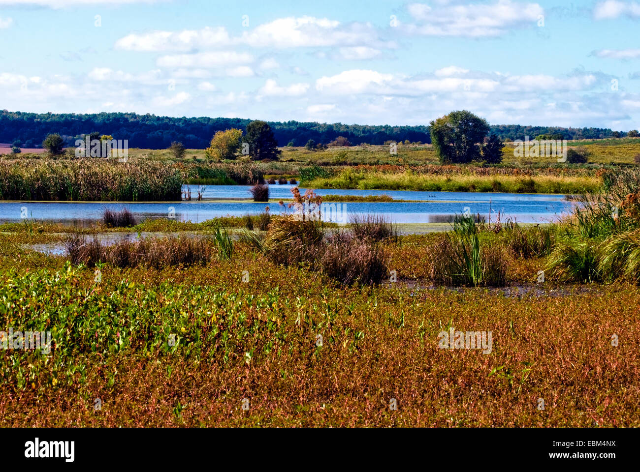 Late summer at Goose Pond Fish and Wildlife Area, State Road 59, Linton